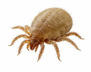 Mite (Akarlar)
