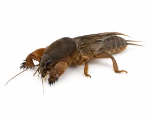 Danaburnu
