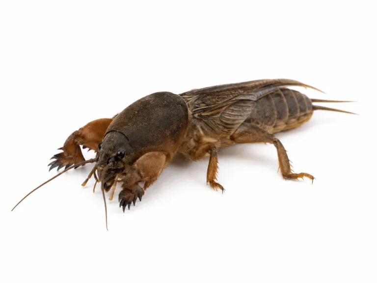 Danaburnu